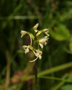 Small Woodland Orchid