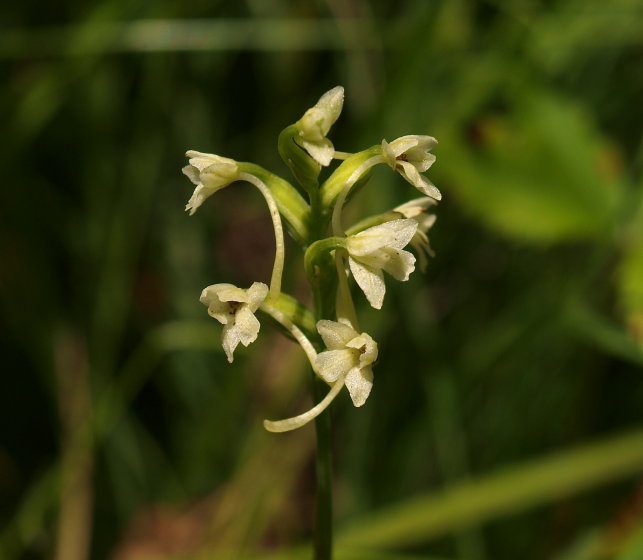 GHF Blütenessenz:  Small Woodland Orchis