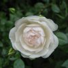white Fairy Rose