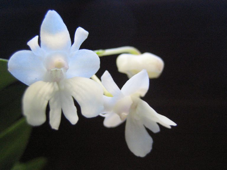Abweichende Dendrobium