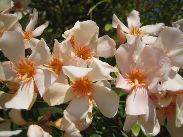 Blassoranger Oleander