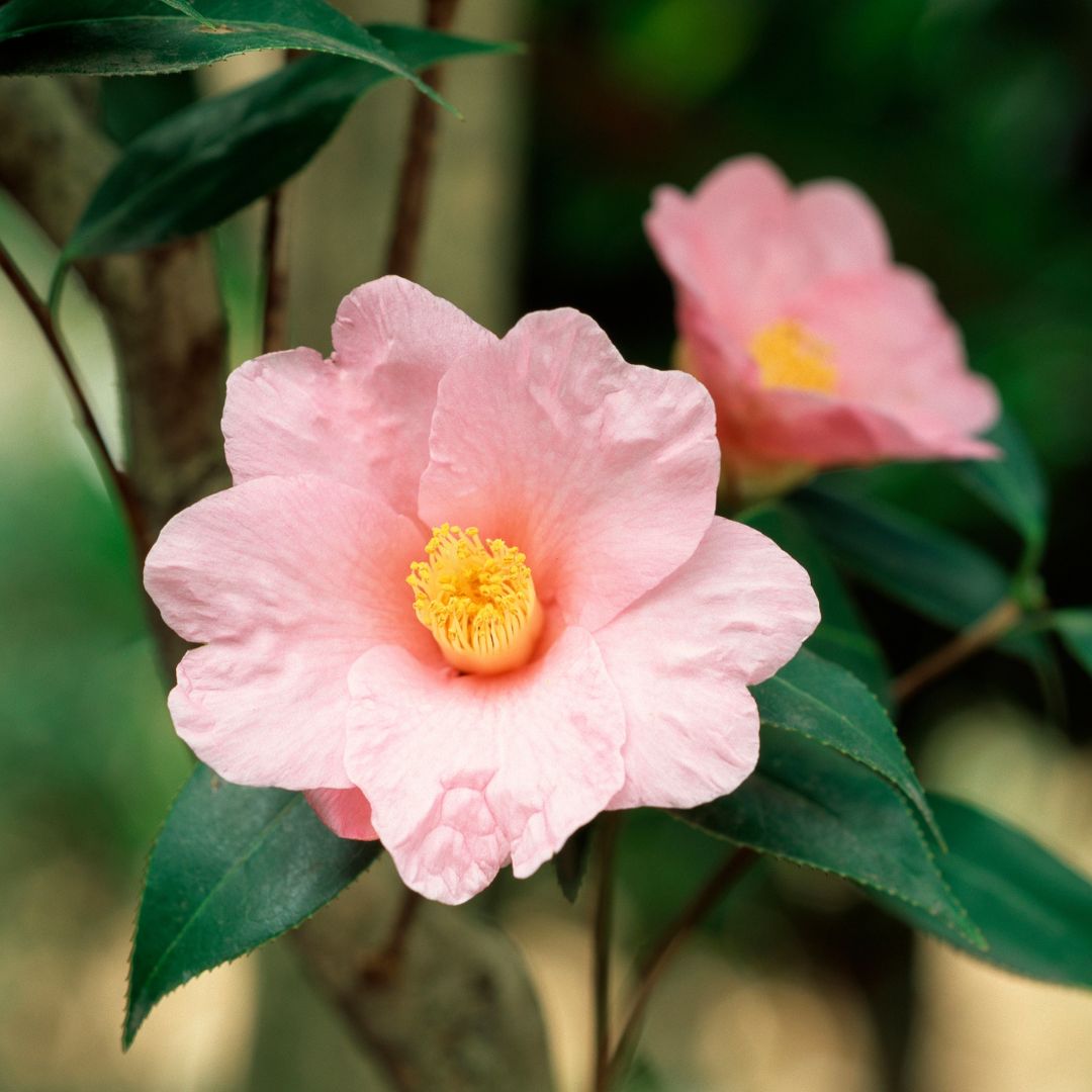 Blassrosa Kamilie - für mehr Einfachheit im Leben
