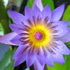 Blaue Seerose Purple Supan Blütenessenz Wolfgang Riedl
