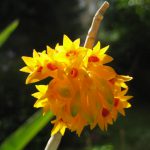Bullens Dendrobium