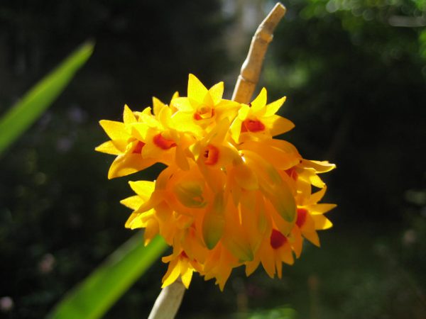 Bullens Dendrobium