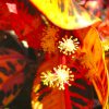 Croton – Wunderbaum Blütenessenz Wolfgang Riedl