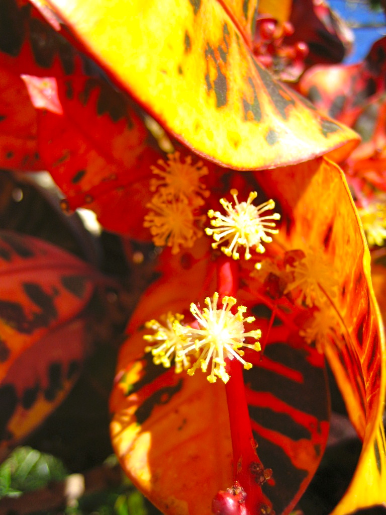 Croton heile den Mann in dir — Wolfgang Riedl