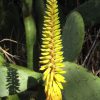 Gelbe Aloe