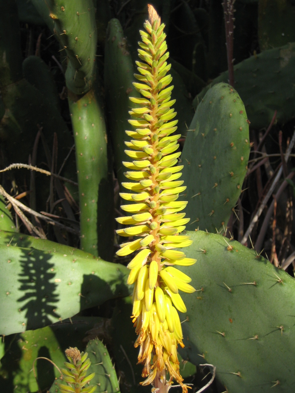 is aloe vera a succulent Cactus Aloe Vera Plant main image 1