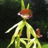 Herzmuschel Orchidee Blütenessenz Wolfgang Riedl