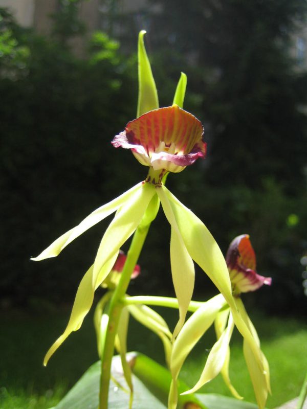 Herzmuschel Orchidee Blütenessenz Wolfgang Riedl