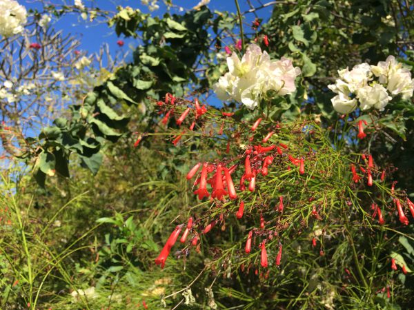 Wishing upon a Star – Firecracker Blume Wolfgang Riedl