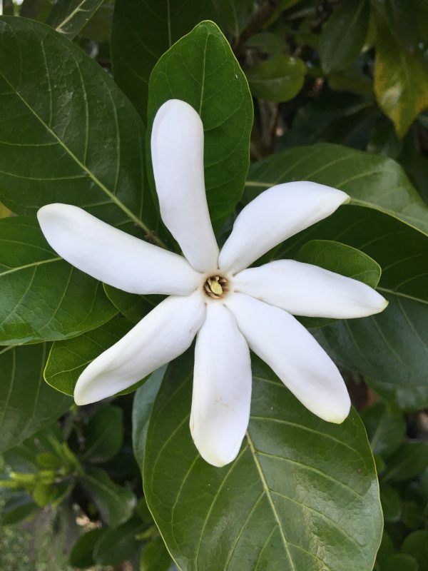 Next Step of Evolution – Tahiti Gardenia Wolfgang Riedl