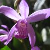Japanische Erdorchidee Blütenessenz Wolfgang Riedl