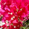 Rote Bougainvillea