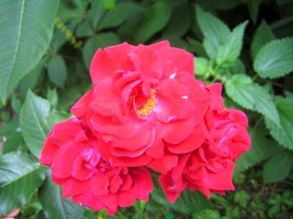Rote Rose Nina Weibuhl