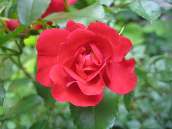 Rote Rose Robusta
