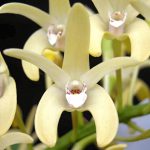 Sydney Rock Orchidee Blütenessenz von Wolfgang Riedl