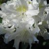 Weißer Rhododendron ‚Cunningham’s White‘ Blütenessenz Wolfgang Riedl