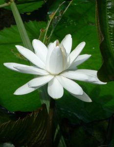 White-Pond-Lily-350x450