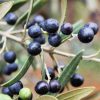 Wild Olive Fruit