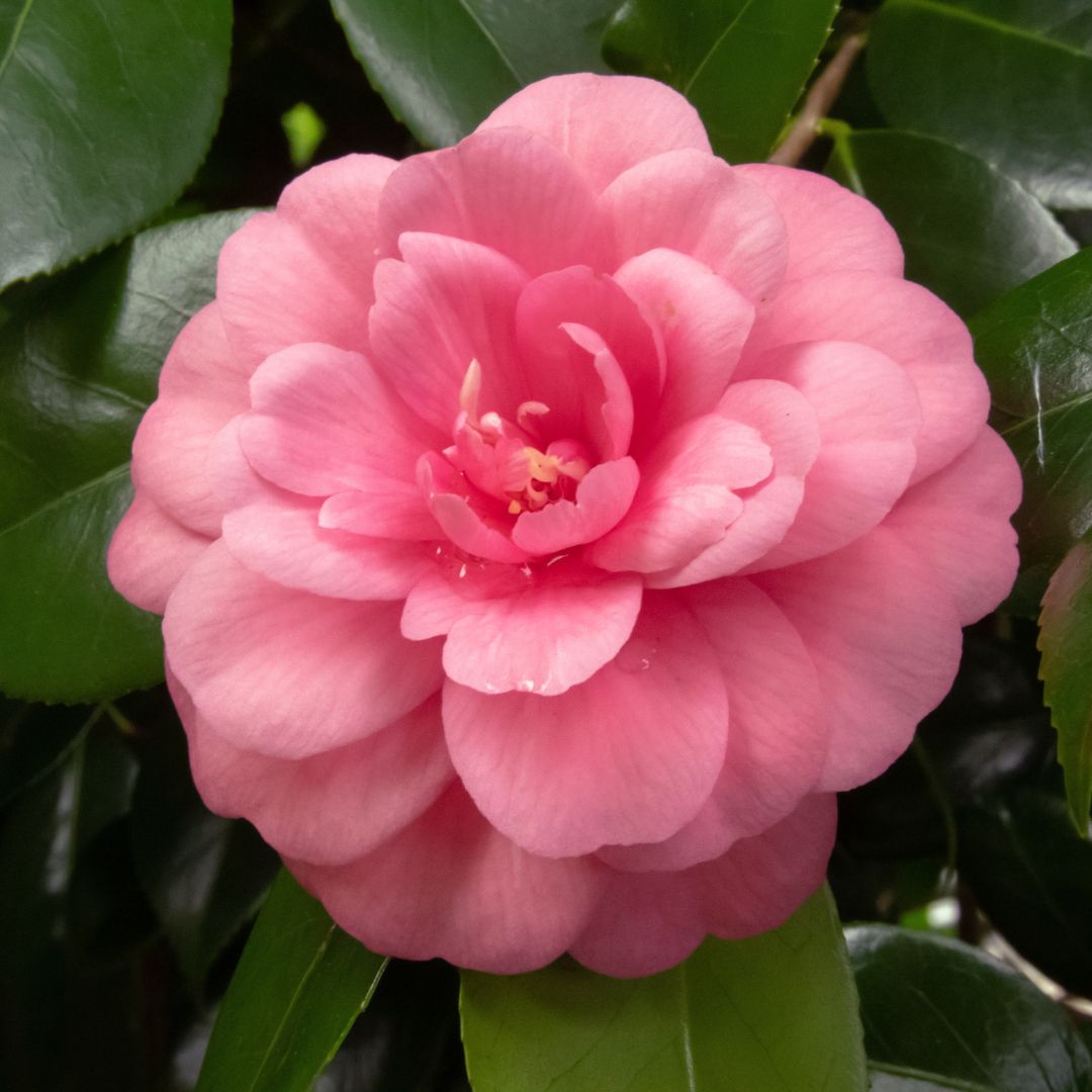 Rosa gefüllte Kamelie - für bedingungslos pure wahre Liebe