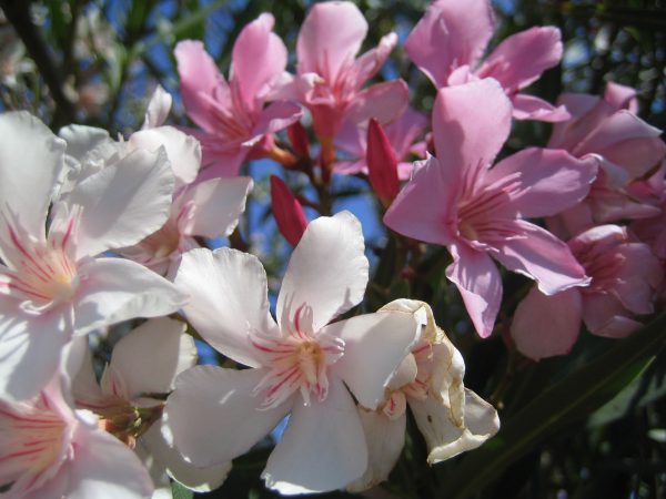 rosa : weißer Oleander