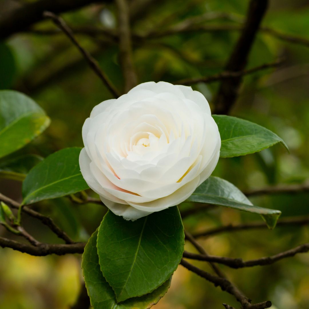 Weiß gefüllte Kamelie - für klare Natürlichkeit + Reinheit