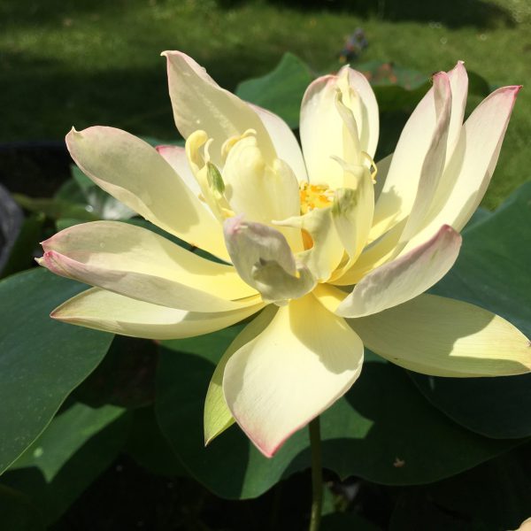 Kleiner dreifarbiger Lotus