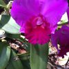 Temple of inner Light Cattleya Orchidee violet Wolfgang Riedl