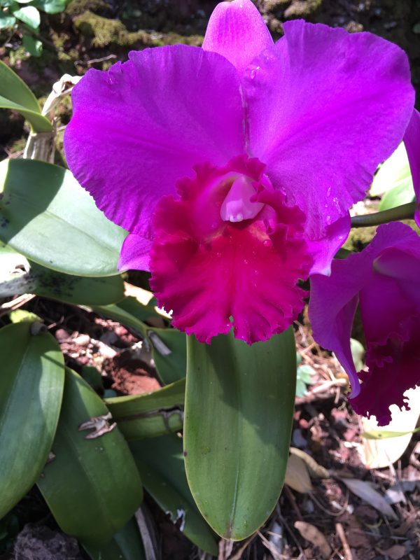 Temple of inner Light Cattleya Orchidee violet Wolfgang Riedl