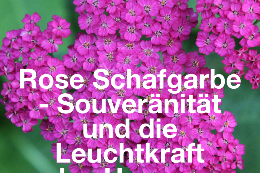 Rosa Schafgarbe – Die Souveränität und die Leuchtkraft des Herzens