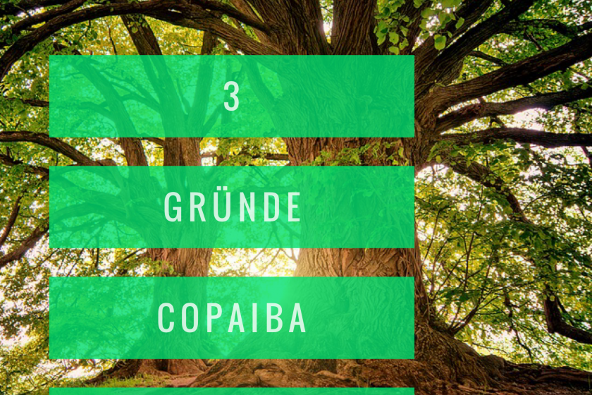 3 Gründe das ätherische Öl Copaiba anzuwenden mit Roll On Rezept