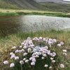 Strand Grass Nelke