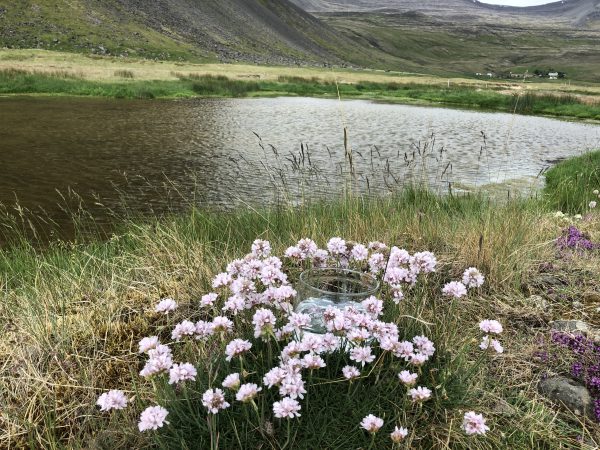 Strand Grass Nelke