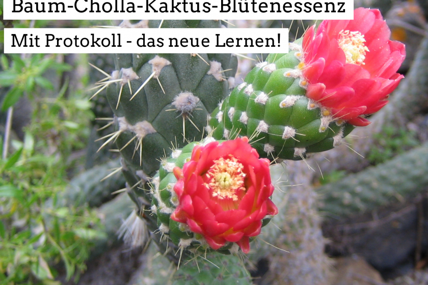 Baum-Cholla-Kaktus-Blütenessenz und Protokoll – das neue Lernen!