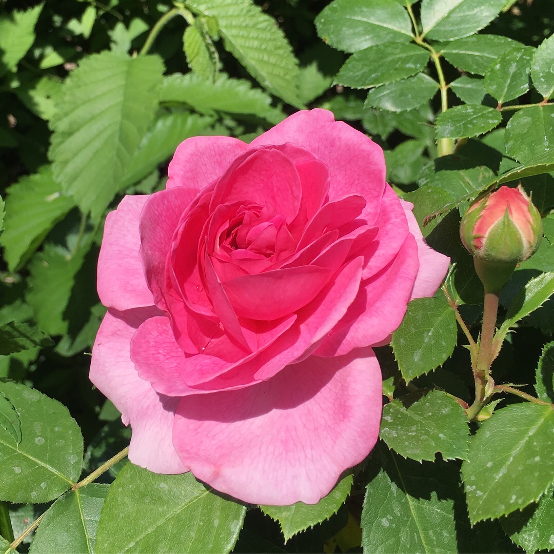 Rosa Rose Gertrude Jekyll Verbindung zur kreativen, künstlerischen
