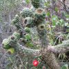 Baum-Cholla-Kaktus