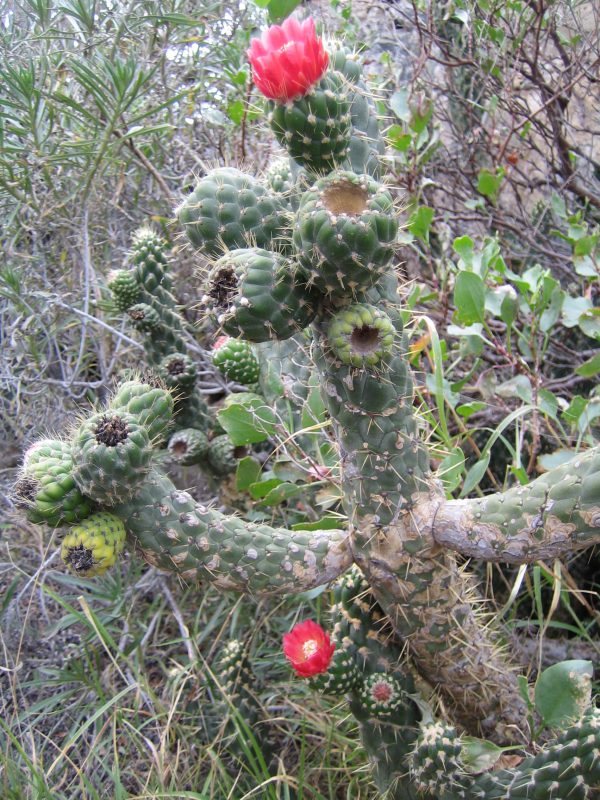 Baum-Cholla-Kaktus