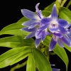 Dendrobium Mingle’s Sapphire