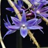 Dendrobium Mingle’s Sapphire