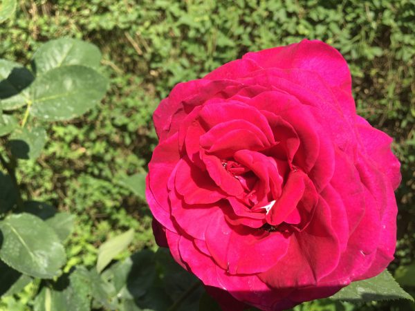 Rose Frau Mügge 2