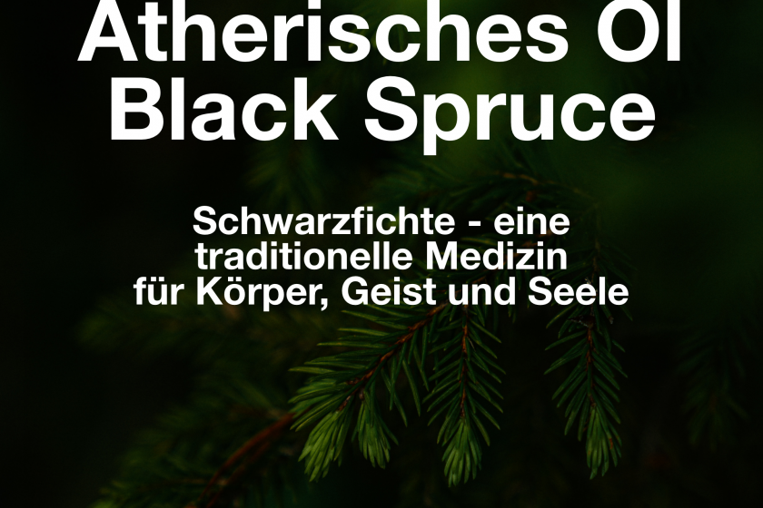 Ätherisches Öl „Black Spruce“ – die Schwarzfichte – eine traditionelle Medizin für Körper, Geist und Seele