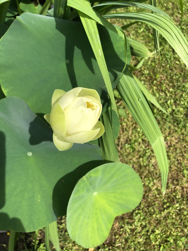 Lotus Korea Weiß 4