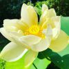 Lotus Korea Weiß 2