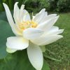 Lotus Korea Weiß