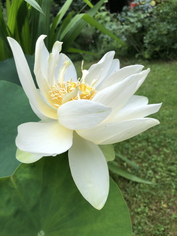 Lotus Korea Weiß