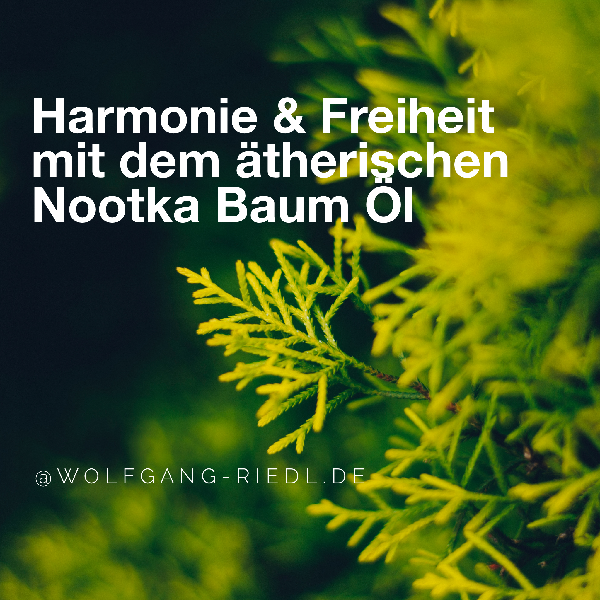 Harmonie und Freiheit mit dem ätherischen Nootka Baum Öl — Wolfgang Riedl