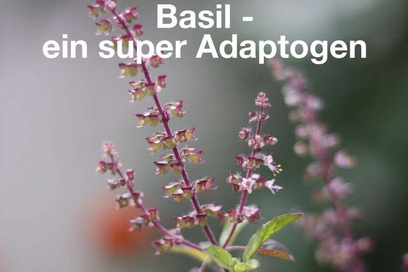 Das ätherische Öl Tulsi – Holi Basil – ein super Adaptogen