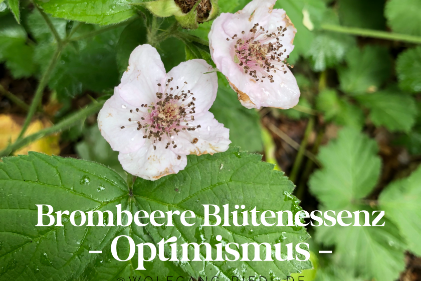 Brombeere Blütenessenz – Optimismus –
